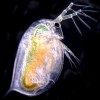 Daphnia01